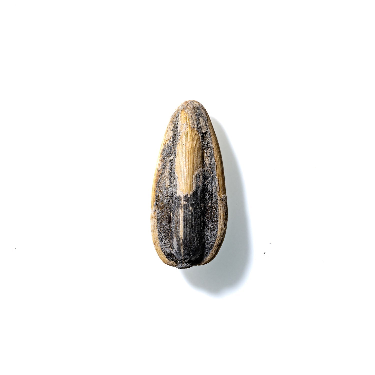 Sunflower Seed No. 821