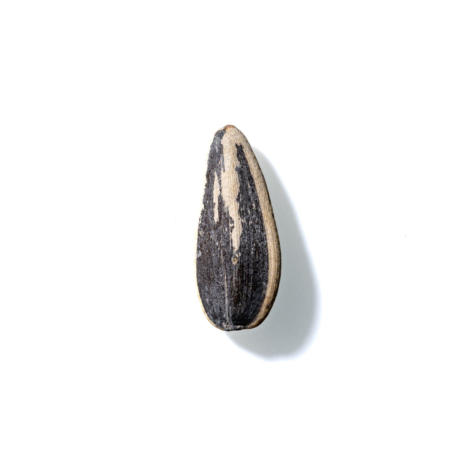 Sunflower Seed No. 828