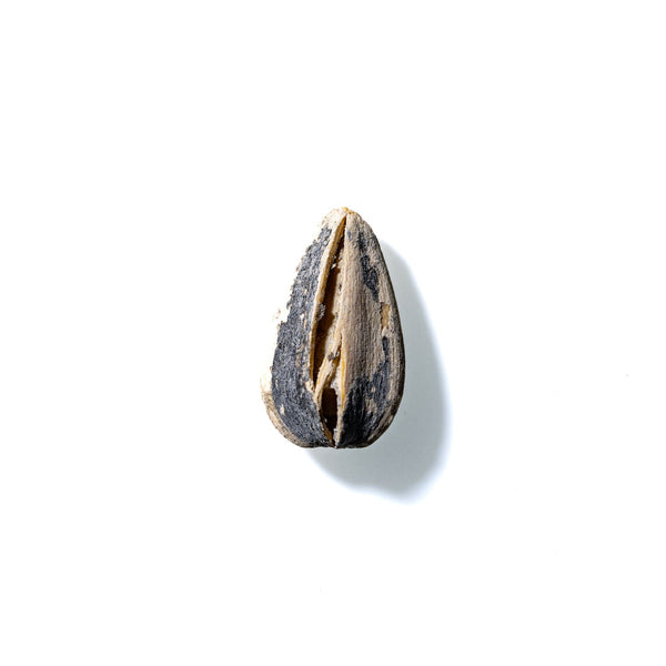 Sunflower Seed No. 832