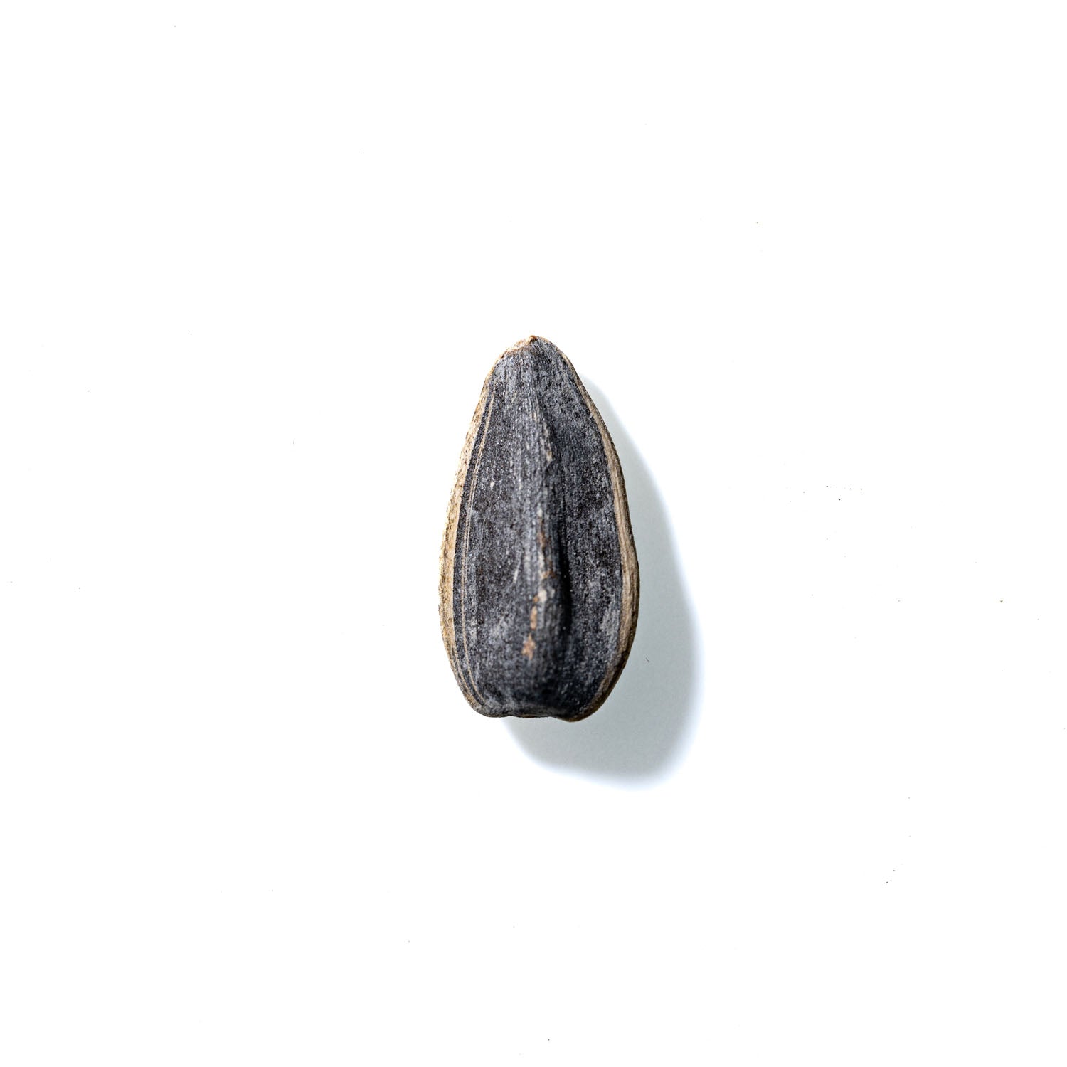 Sunflower Seed No. 833