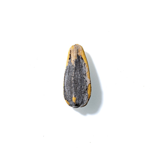 Sunflower Seed No. 842