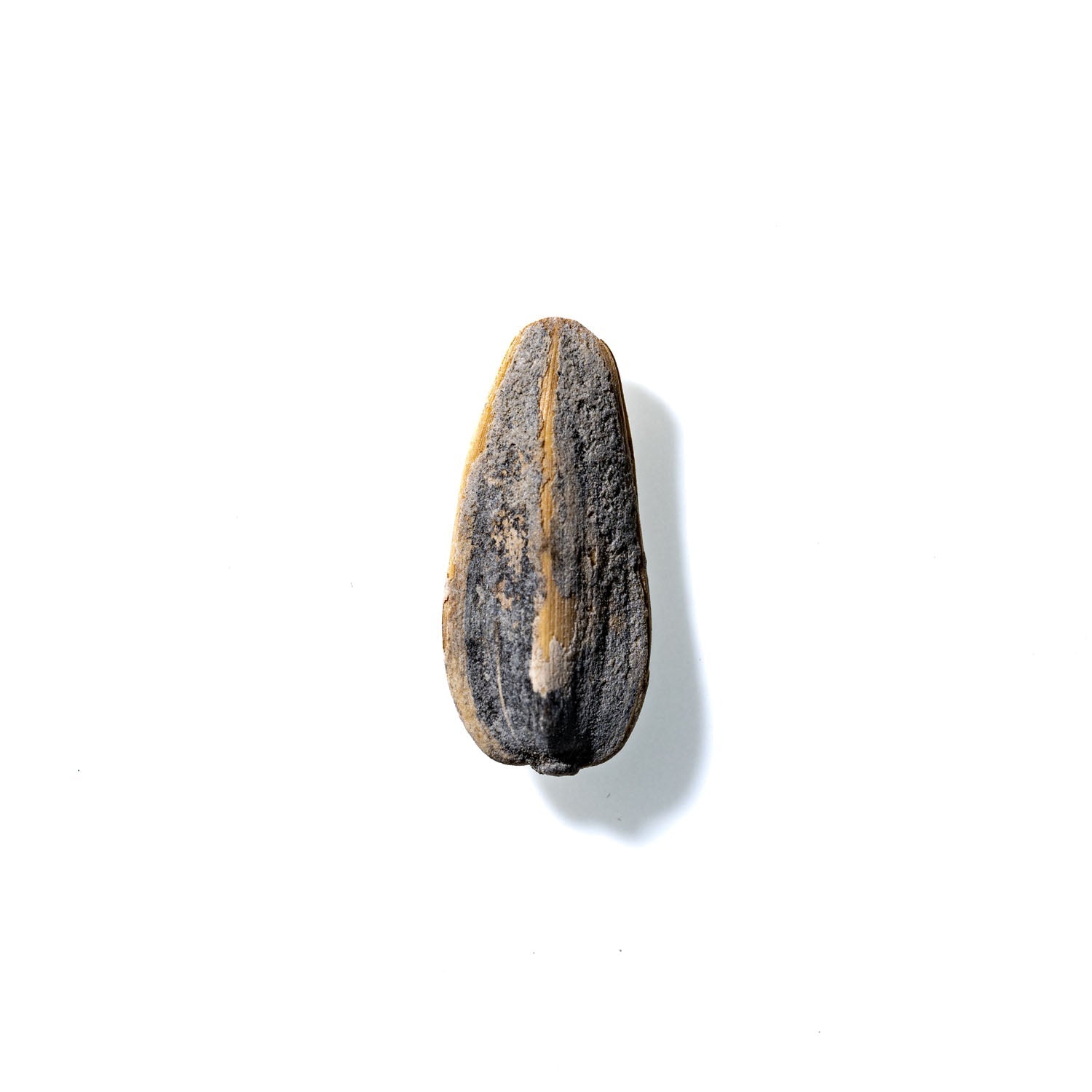 Sunflower Seed No. 845