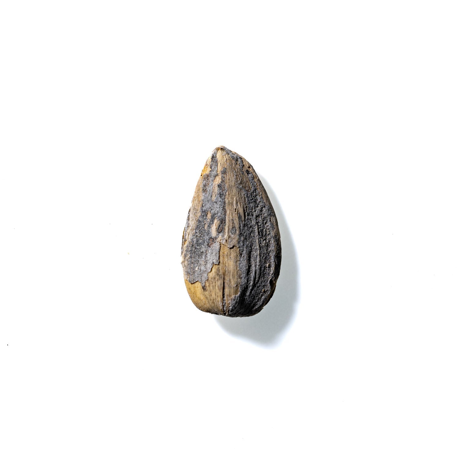 Sunflower Seed No. 848