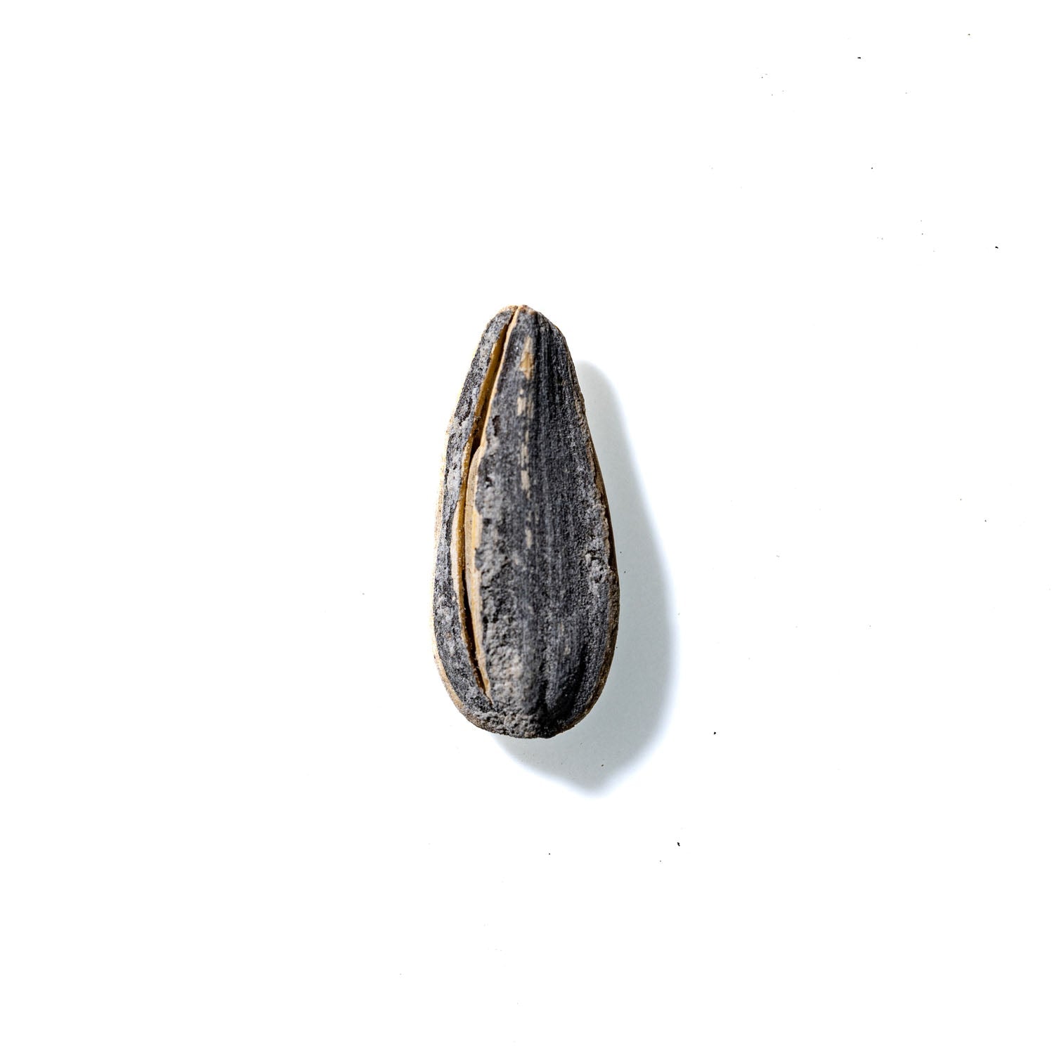 Sunflower Seed No. 863