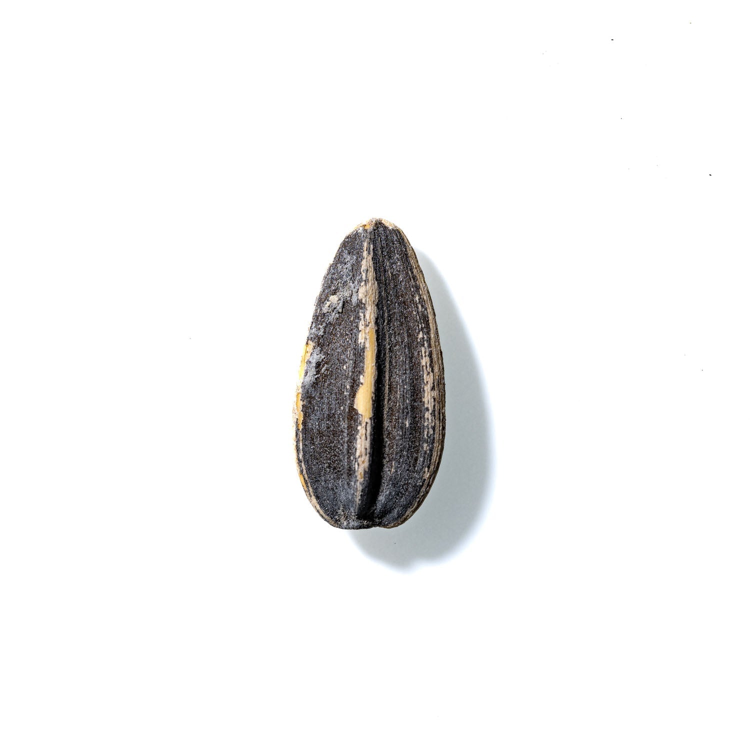 Sunflower Seed No. 864