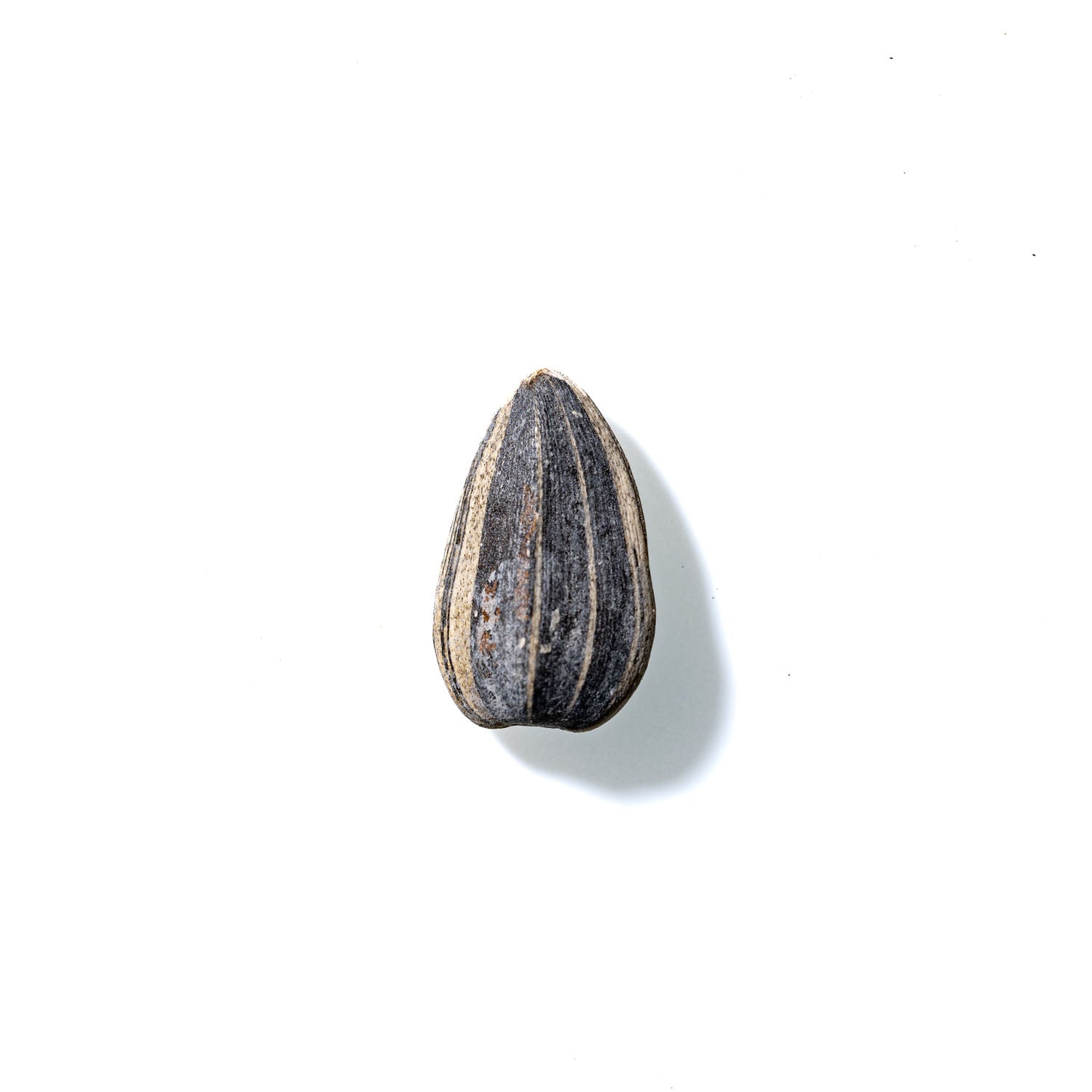 Sunflower Seed No. 866