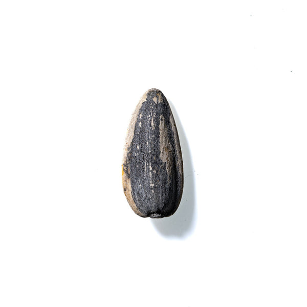 Sunflower Seed No. 867