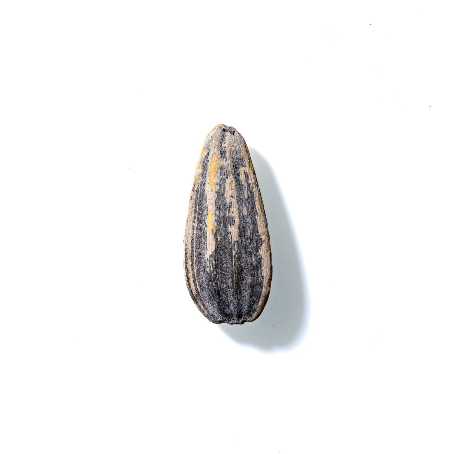 Sunflower Seed No. 868