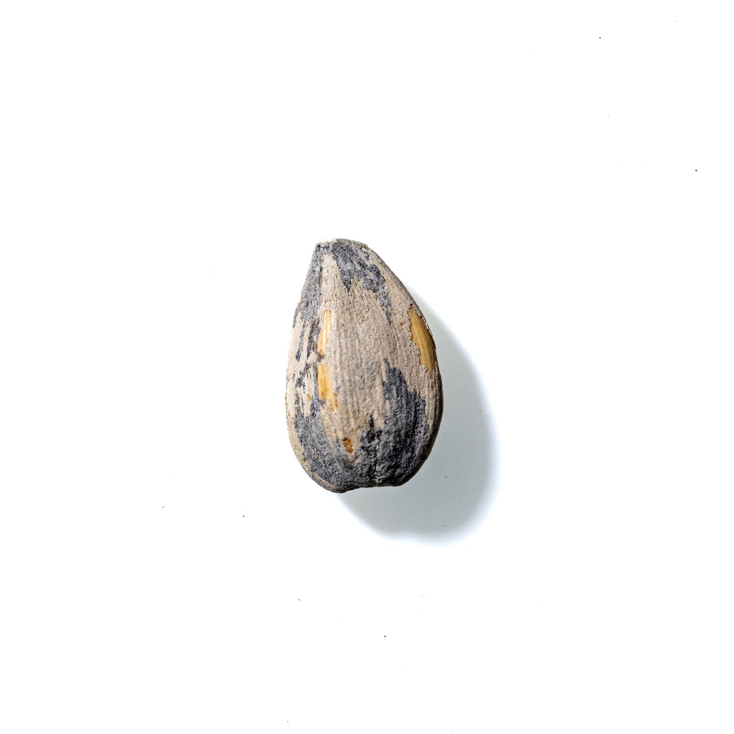 Sunflower Seed No. 870