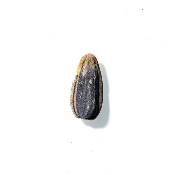 Sunflower Seed No. 871