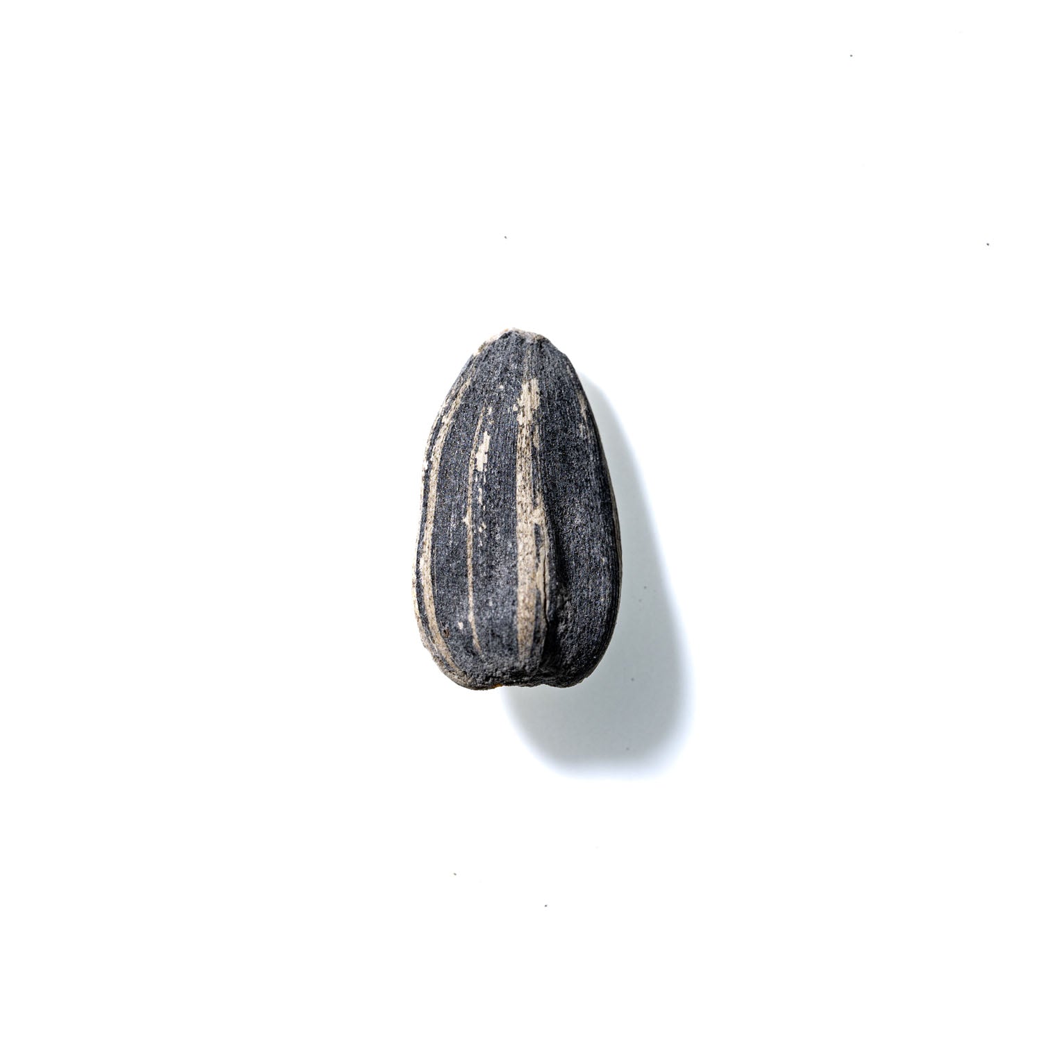 Sunflower Seed No. 872