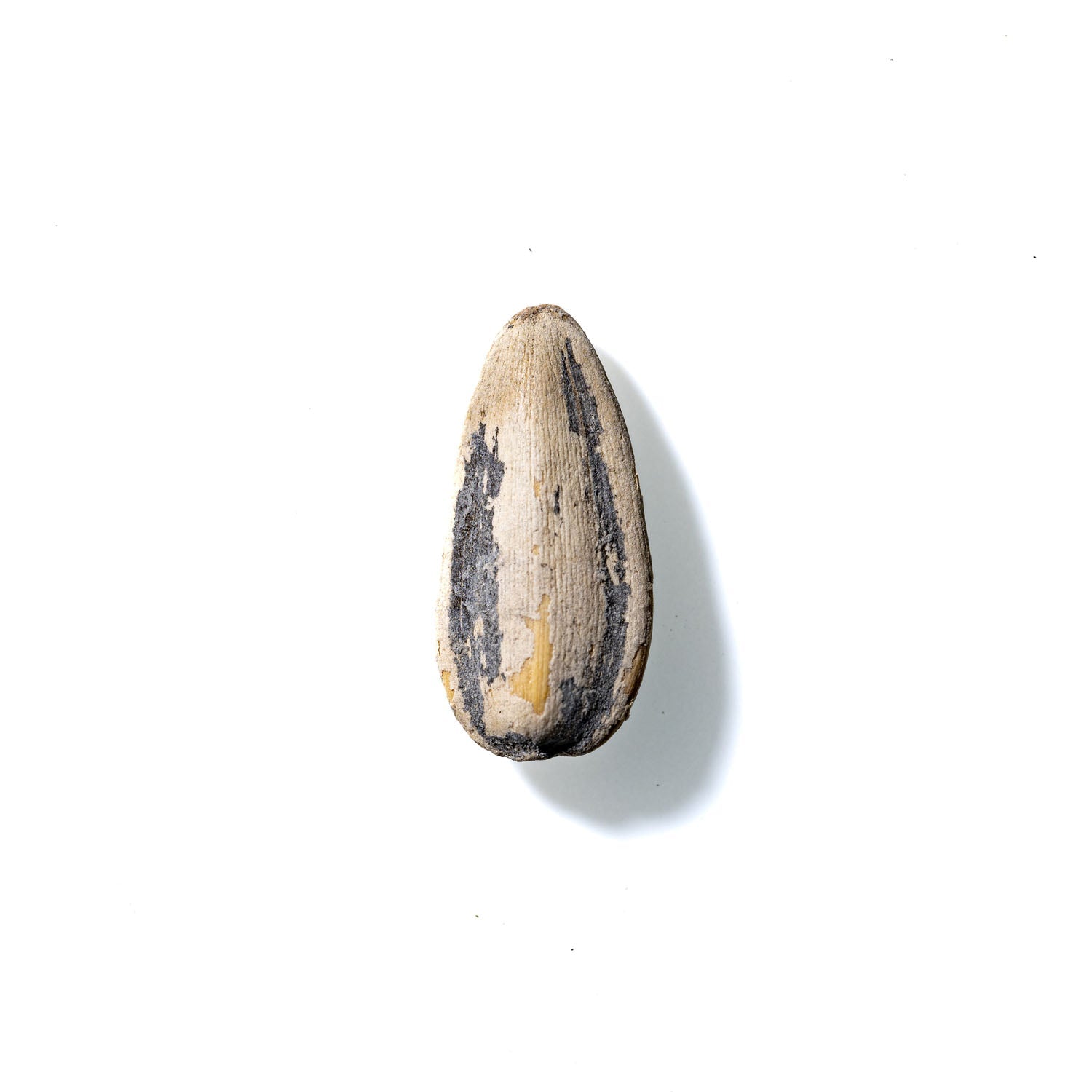 Sunflower Seed No. 873