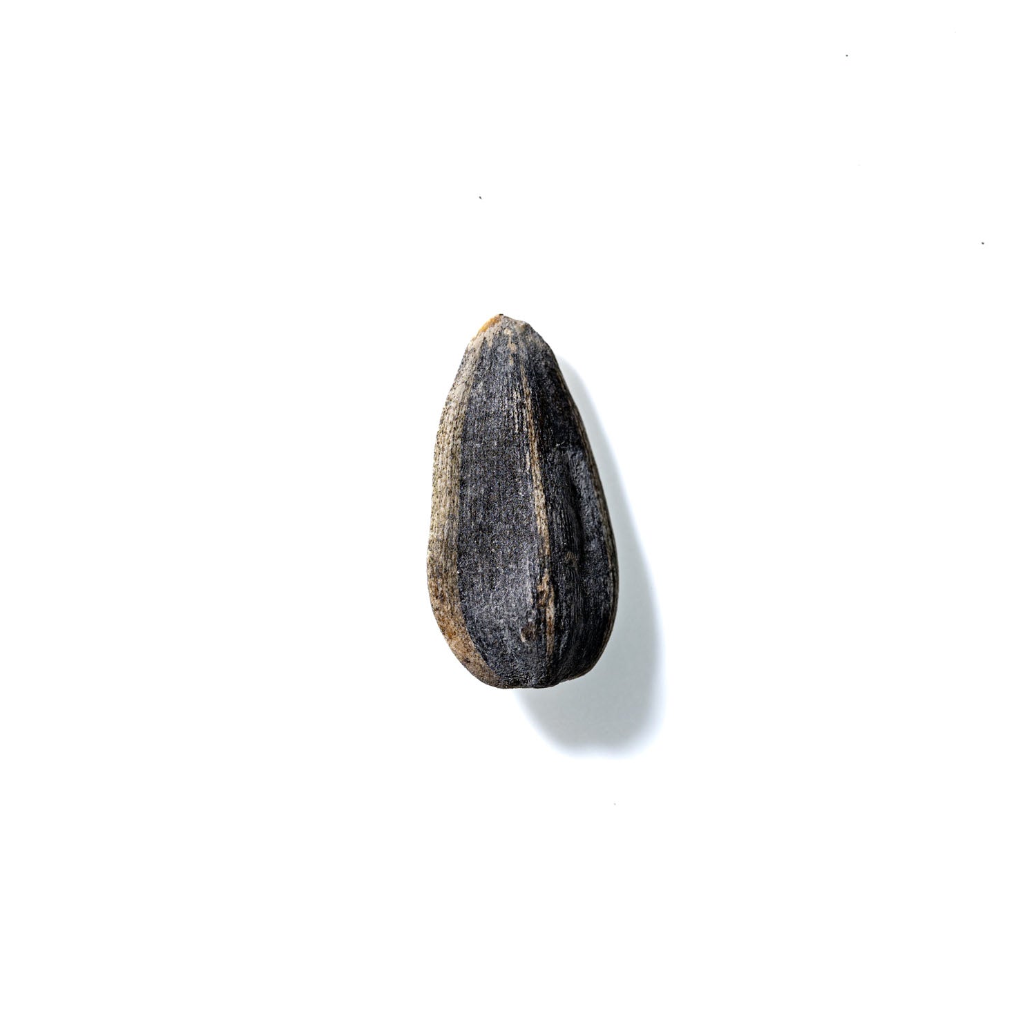 Sunflower Seed No. 875