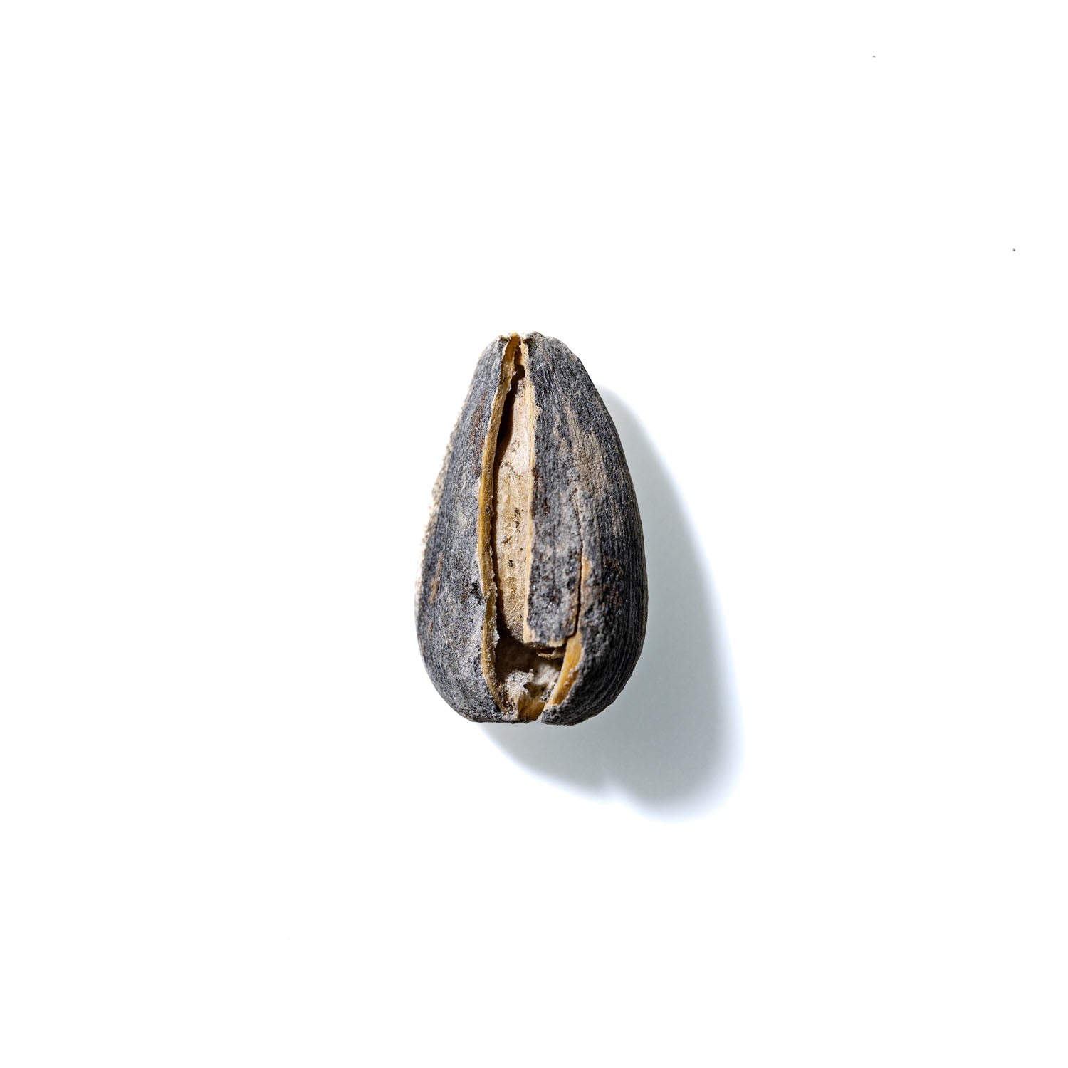 Sunflower Seed No. 884