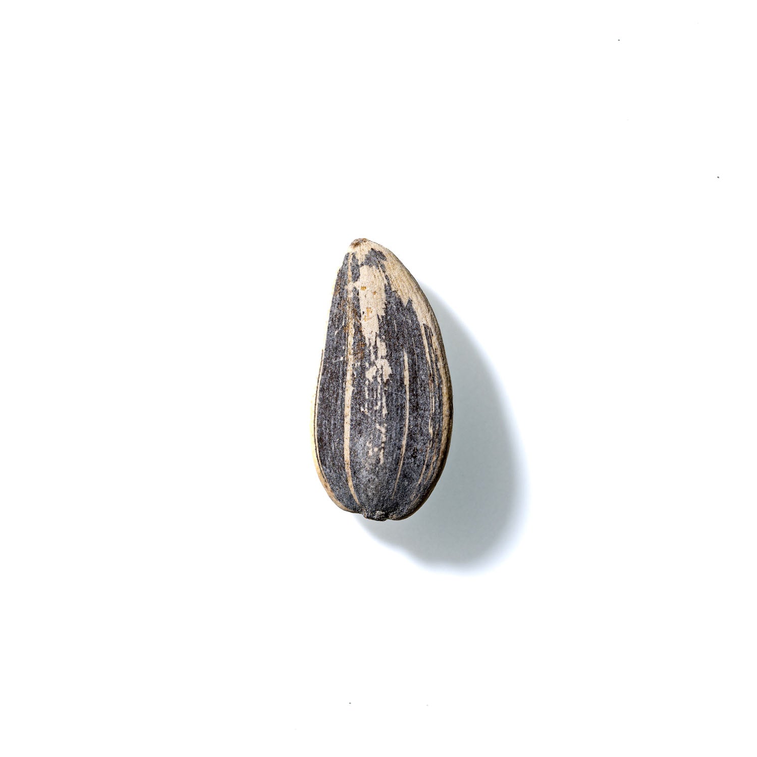 Sunflower Seed No. 886