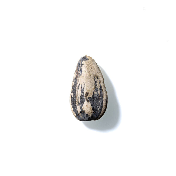 Sunflower Seed No. 888