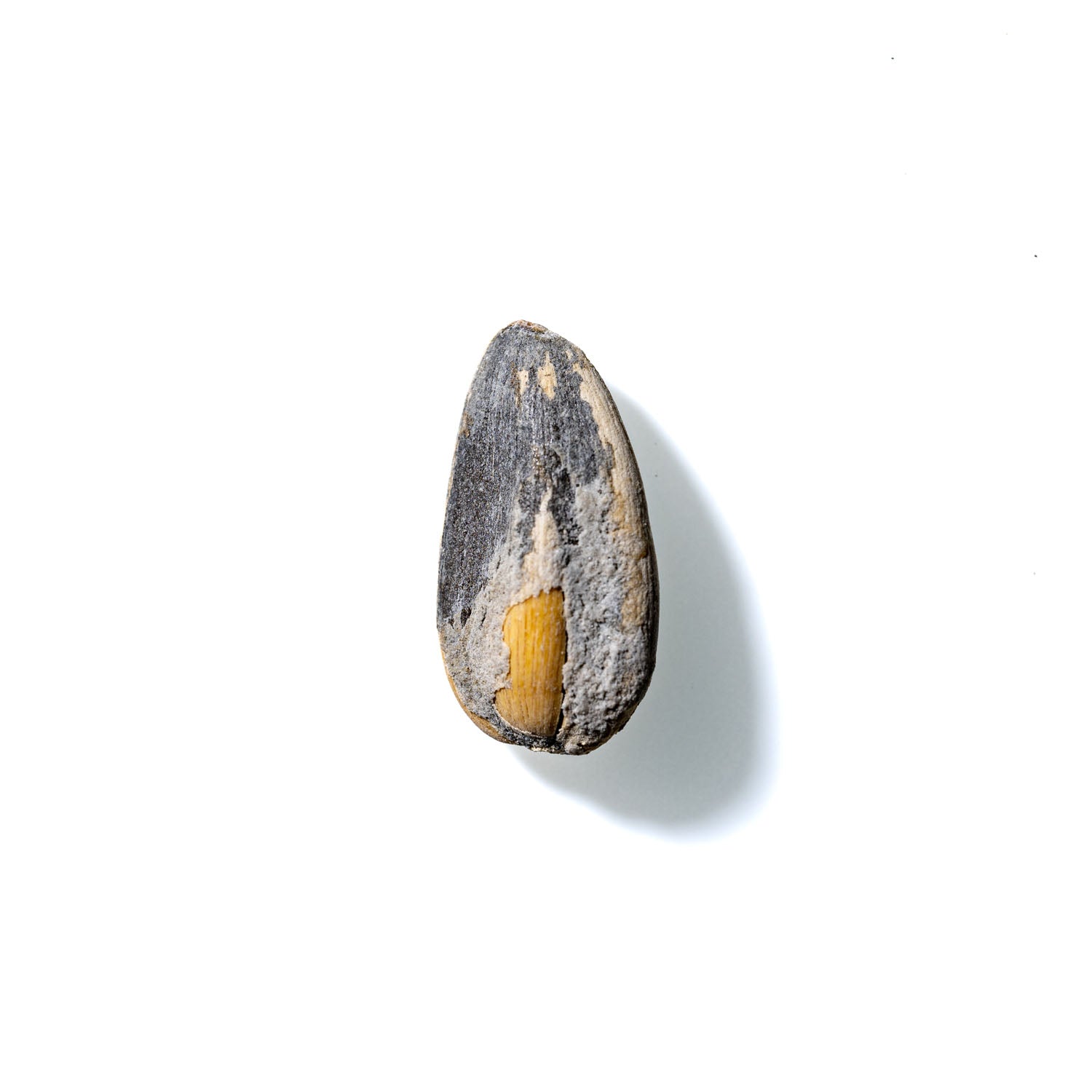 Sunflower Seed No. 890