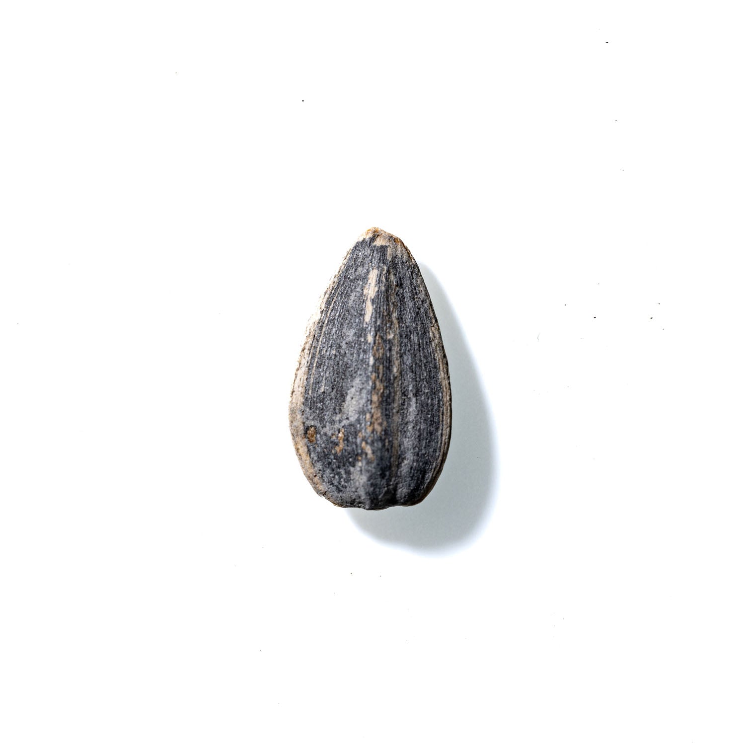 Sunflower Seed No. 893