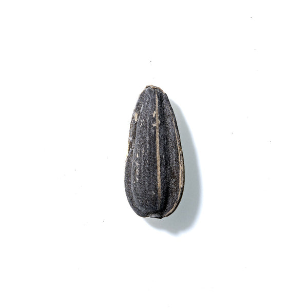 Sunflower Seed No. 899