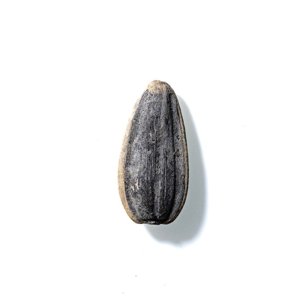 Sunflower Seed No. 923