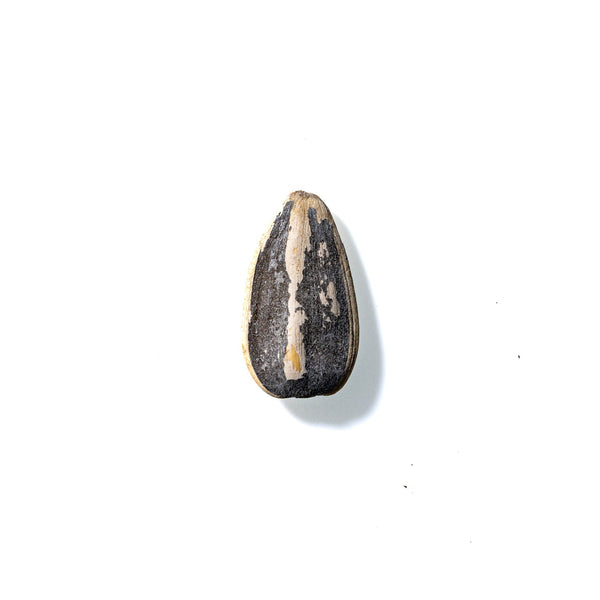 Sunflower Seed No. 938