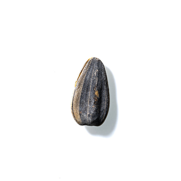 Sunflower Seed No. 945