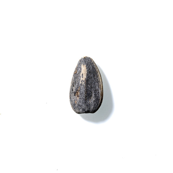 Sunflower Seed No. 947