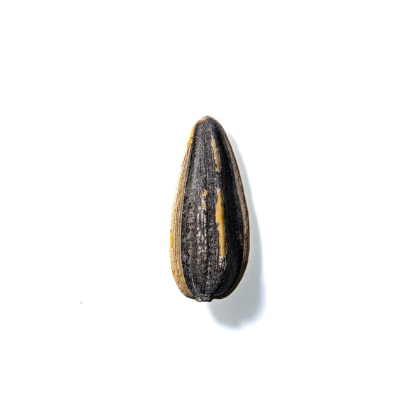 Sunflower Seed No. 962