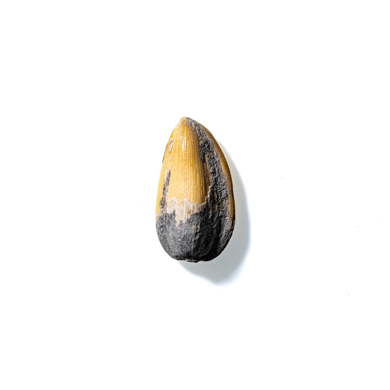 Sunflower Seed No. 964